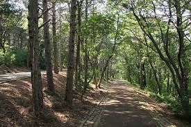 Trieste per l'ambiente, sabato 18 pulizia del bosco Farneto e nuovi alberi in Piazzale Rosmini 