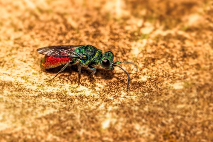 Nuovo caso di virus West Nile (WND) a San Canzian d’Isonzo