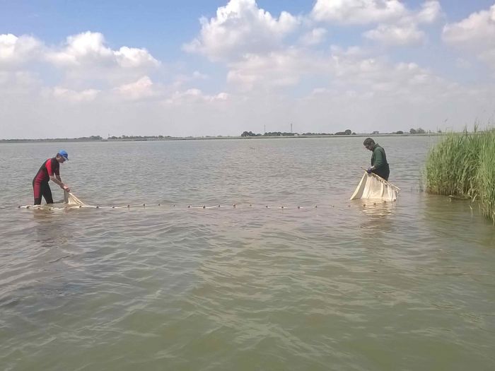 Il DNA della Laguna racconta la sua biodiversità