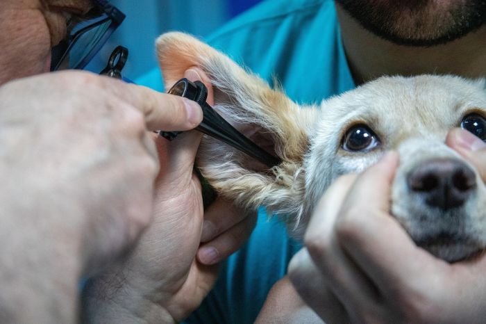 Un ospedale veterinario pubblico a Trieste, richiesta per una sanità accessibile anche agli animali