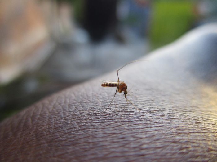 West Nile, due persone contagiate in Fvg