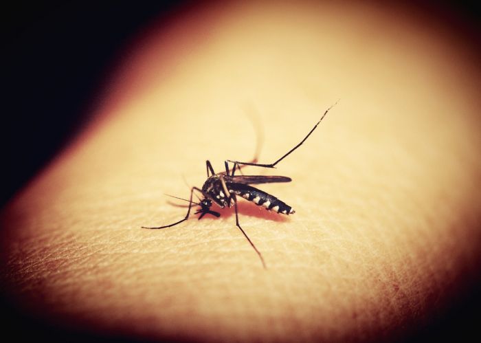 Casi di Dengue a Trieste, dimessi entrambi i pazienti