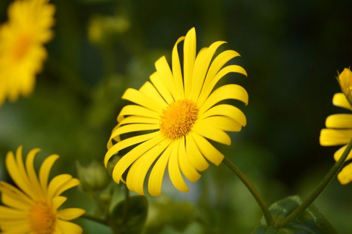 Riapre il Giardino botanico Carsiana: tutte le novità