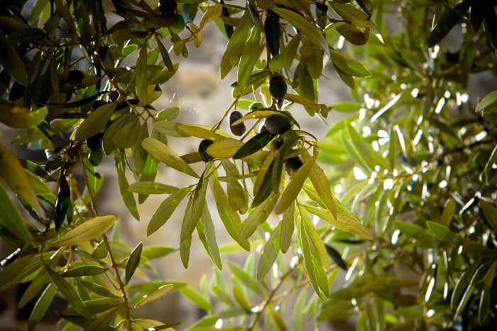 Olio & salute: domenica 26  “Merenda nell’Oliveta” a Duino Aurisina
