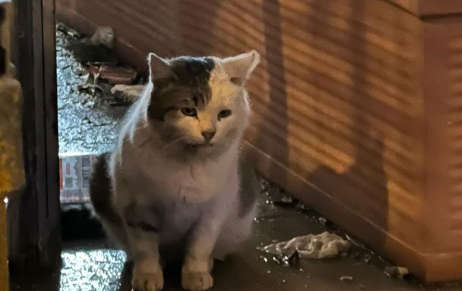 Il gatto smarrito di Piazza della Borsa è al sicuro: ora cerca una casa o il proprietario