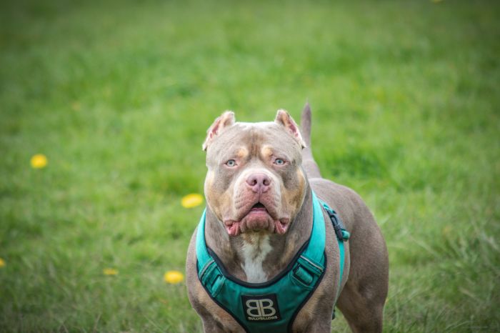 Croazia, Bimbo morso da pitbull