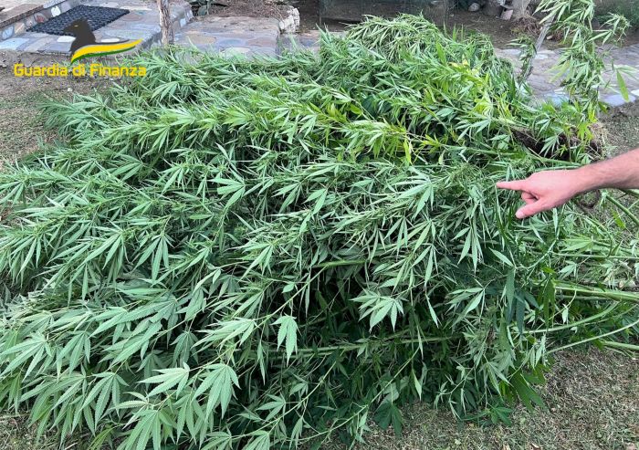 Coltivava marijuana nel giardino di casa, scoperto dopo una brillante operazione 