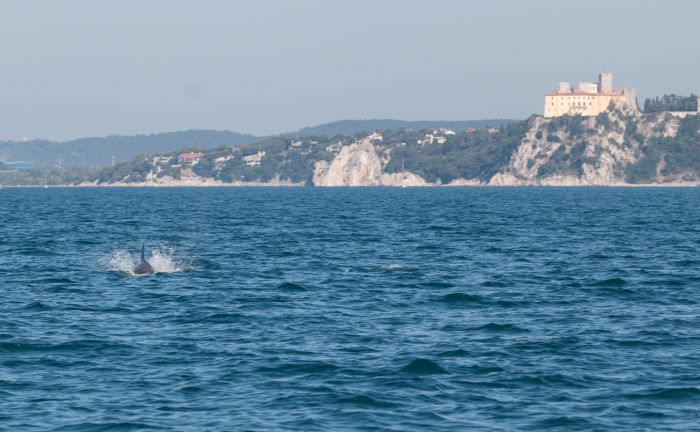 Martedì da record a Trieste! Avvistati una trentina di delfini nel Golfo di Trieste!! SPETTACOLO!! (FOTO)