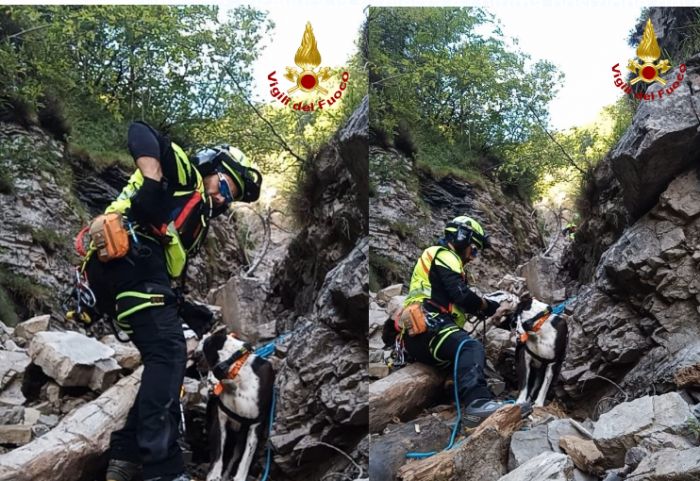 Cane caduto in un canalone in Fvg, i Vigili del fuoco lo salvano! (VIDEO)