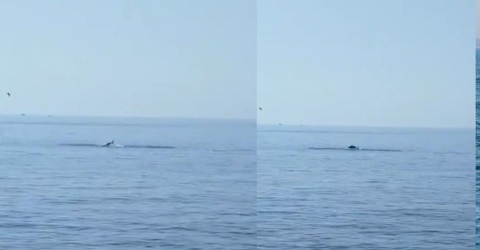 Branco di tonni si cimenta in salti olimpionici nel Golfo di Trieste per assicurarsi il pane quotidiano (VIDEO) 