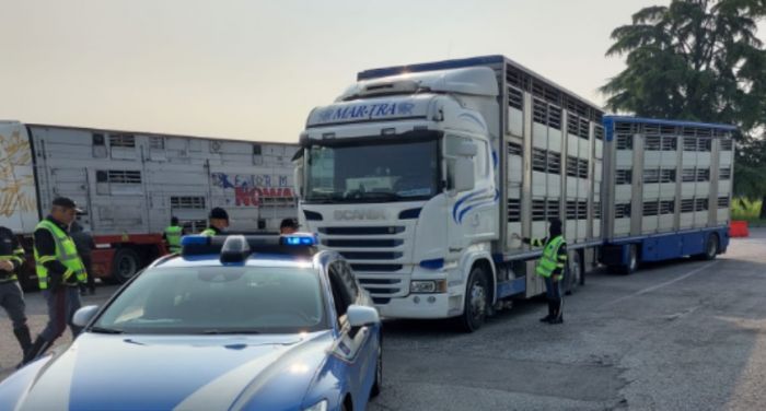 Fvg, docili ed indifesi agnellini trasportati stipati in un camion e condotti verso morte certa a Pasqua