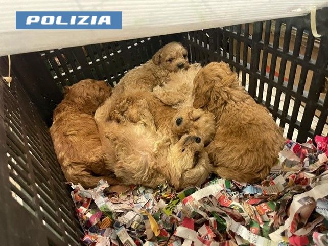 Trasportava illegalmente 77 cuccioli di cane, denunciato quarantaseienne