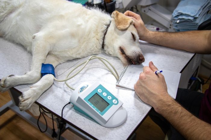 Denuncia di più triestini; 'Non ci sono veterinari disponibili di notte in città' 