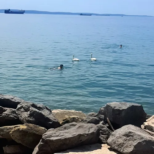 Spettacolo a Miramare: delfini e cigni si "incontrano" al bivio, bagnanti incantati