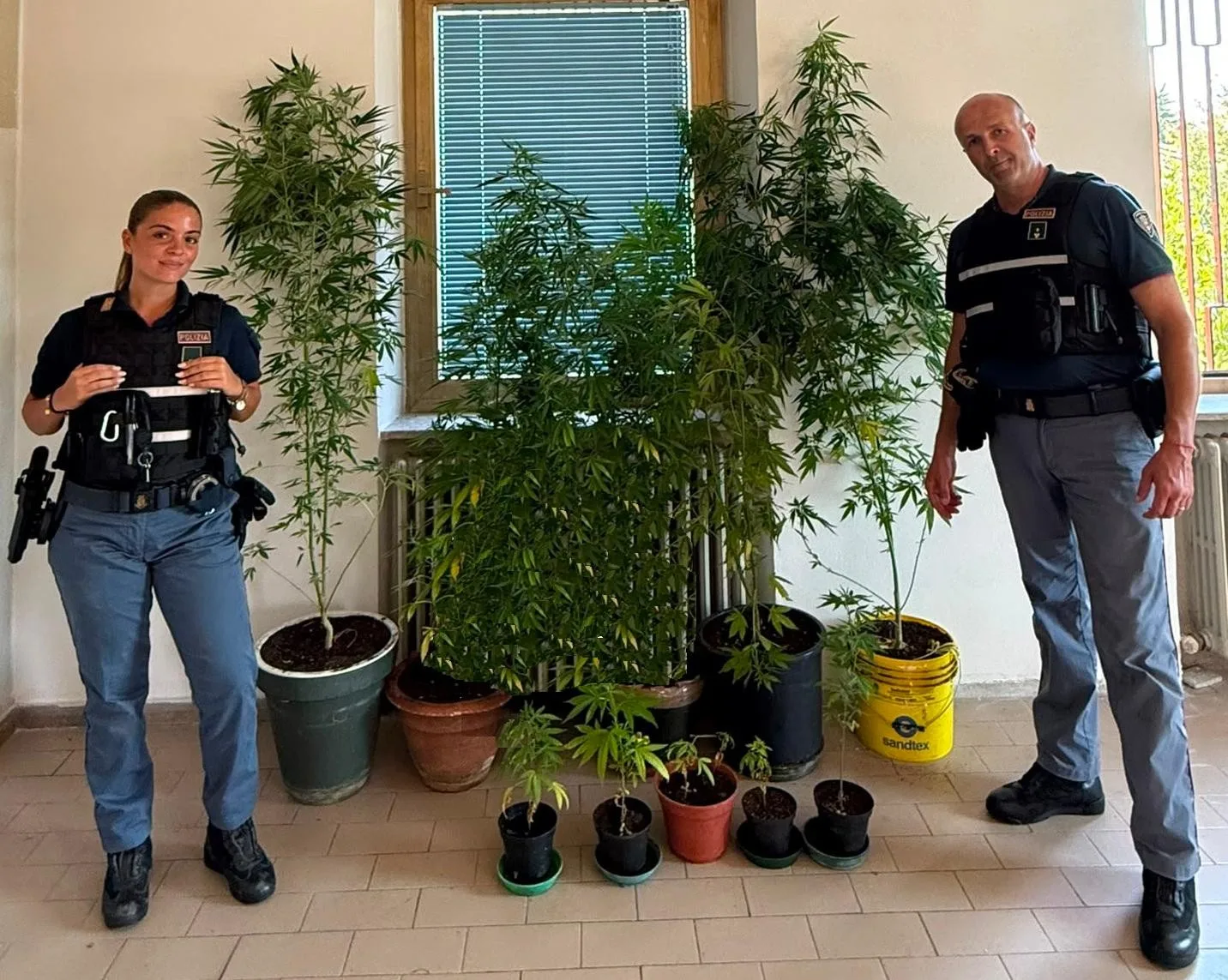 Duino Aurisina, coltivazione di marijuana scoperta dalla Polizia: arrestato un 62enne