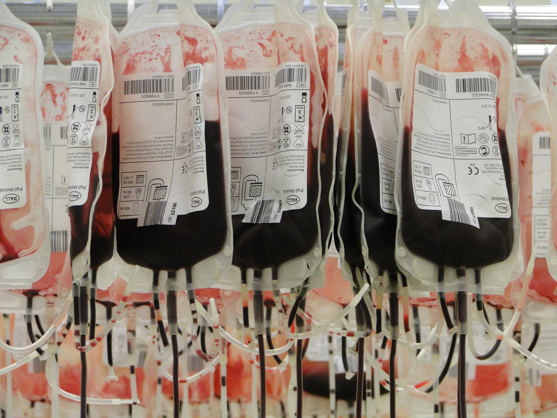 I Testimoni di Geova aprono alle trasfusioni di sangue, svolta clamorosa