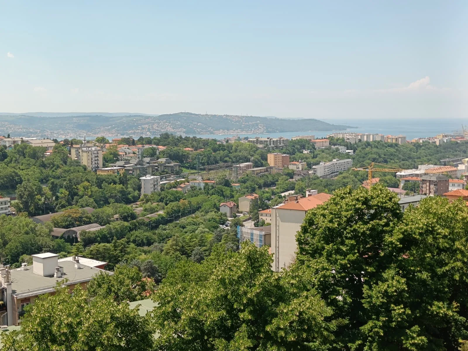 Trieste, la IV Circoscrizione convoca il Consiglio: focus sul rinnovo del patrimonio arboreo