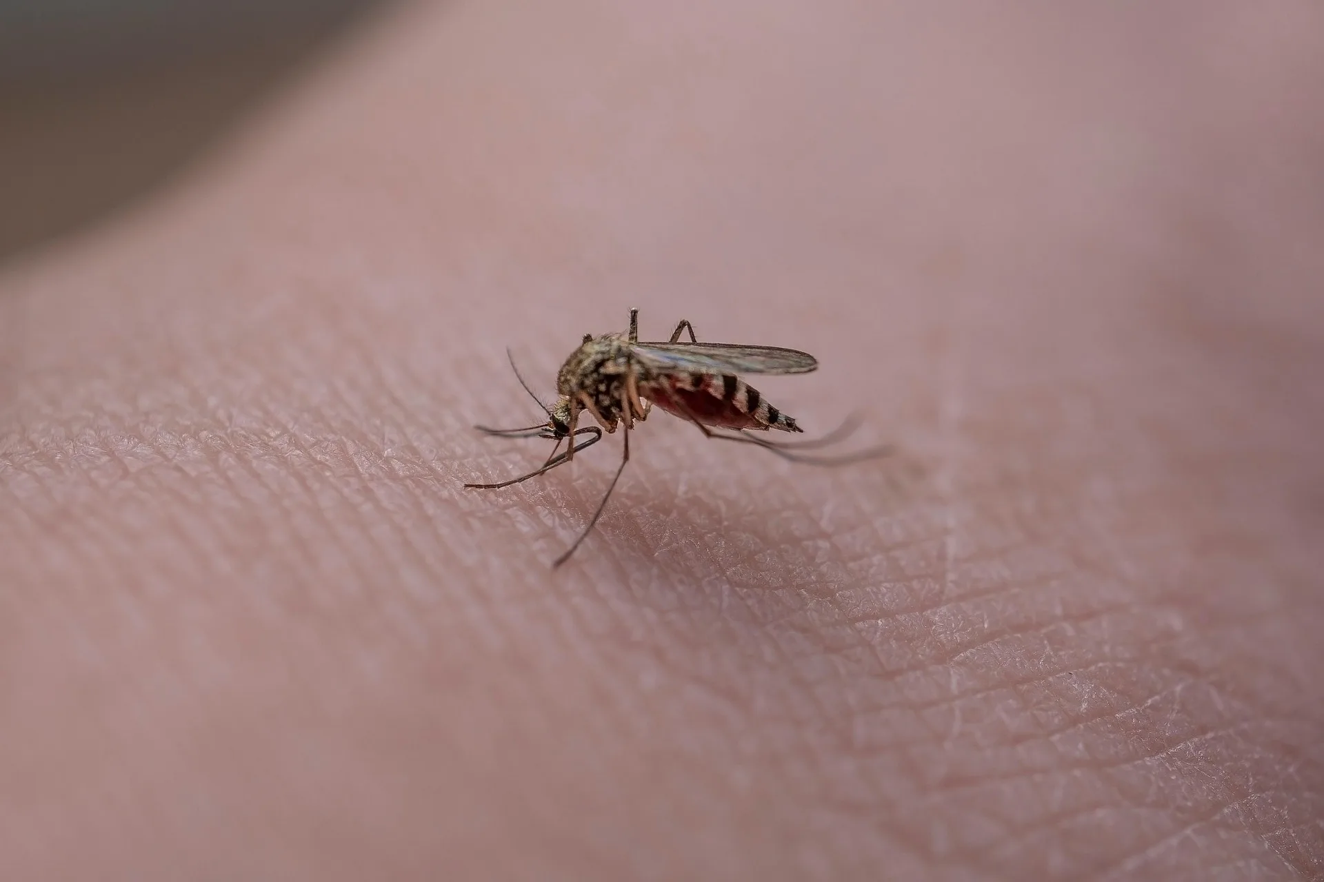 Caso di Dengue in zona via Revoltella alta, scatta la disinfestazione radicale