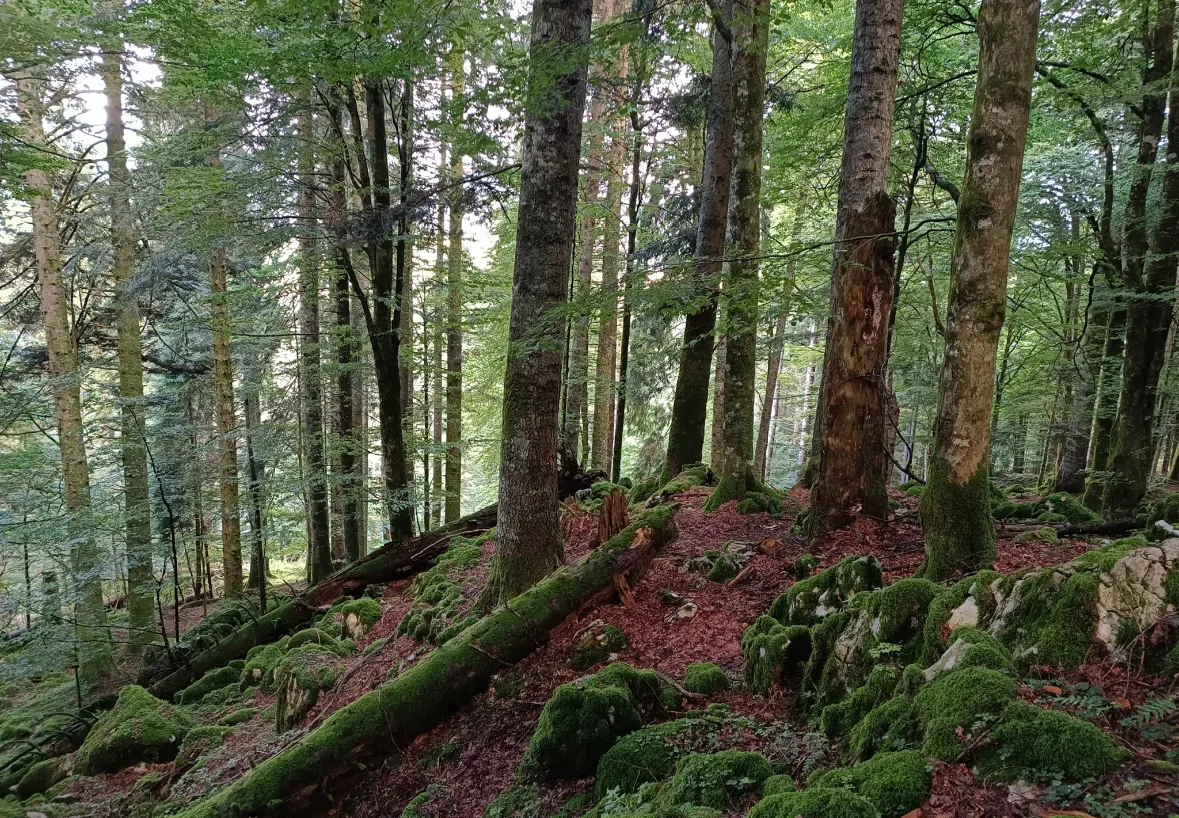 Foreste, Zannier: primi tre boschi vetusti Fvg nella Rete nazionale