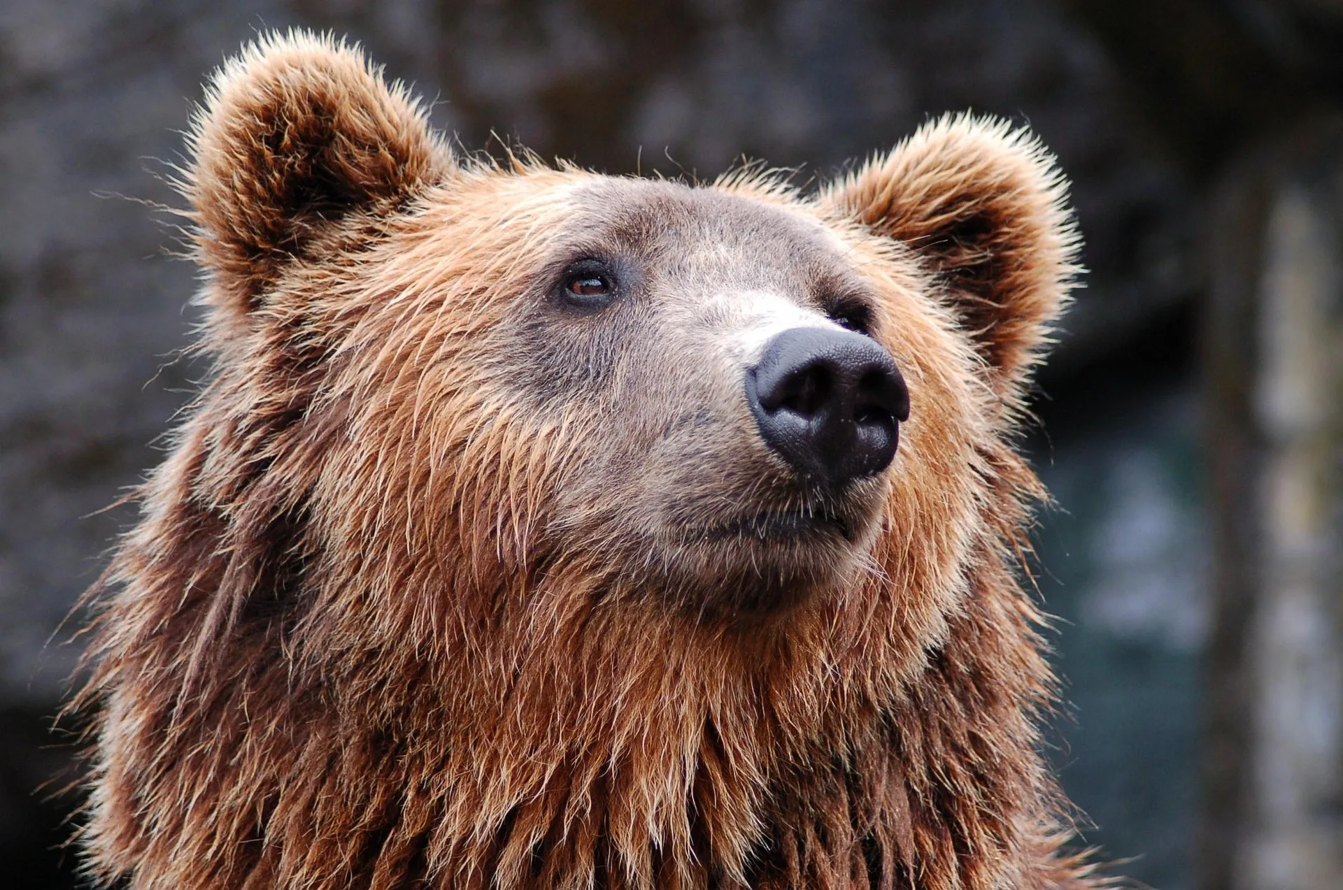 Trovato morto un orso bruno in Friuli, in corso accertamenti sulle cause