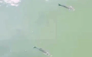 Incontro ravvicinato, una razza nuota sotto il Ponte Rosso (VIDEO)