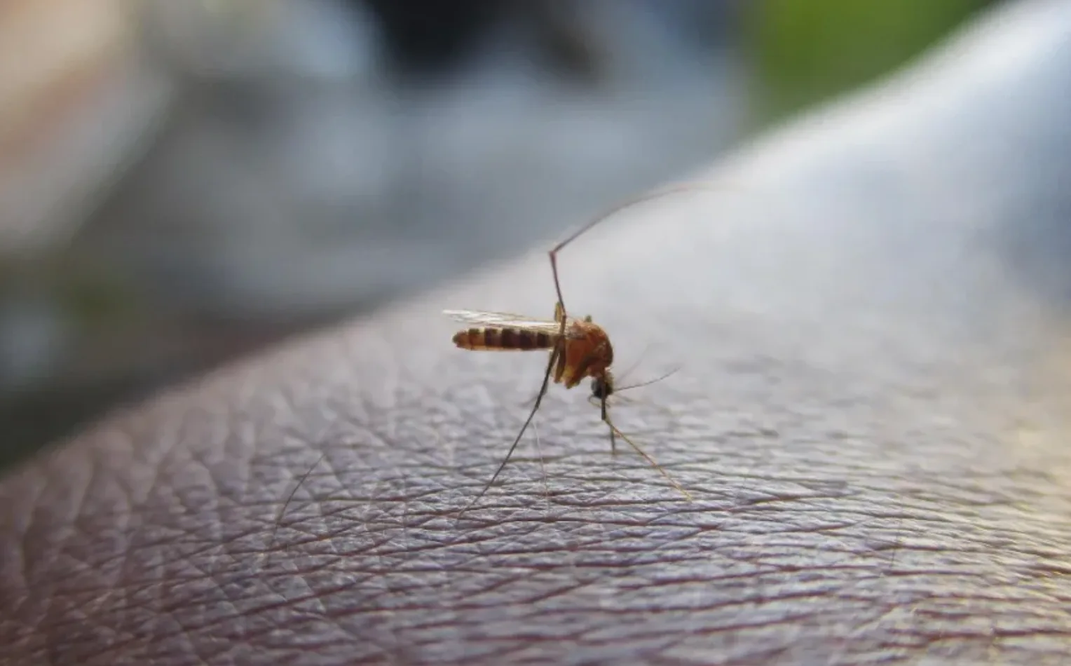 Ordinanza urgente del sindaco Luca Fasan: interventi a seguito di un caso accertato di dengue