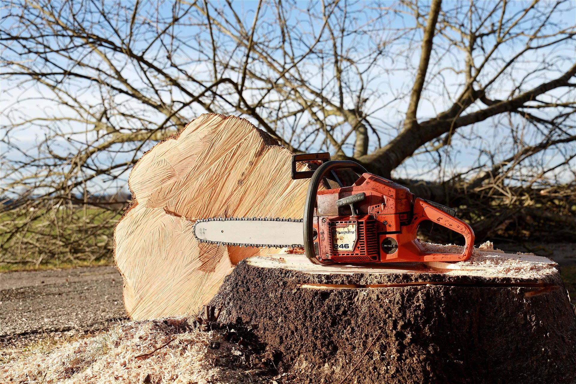 Via di Grignano, chiusura temporanea per abbattimento di alberi pericolanti. Ecco quando