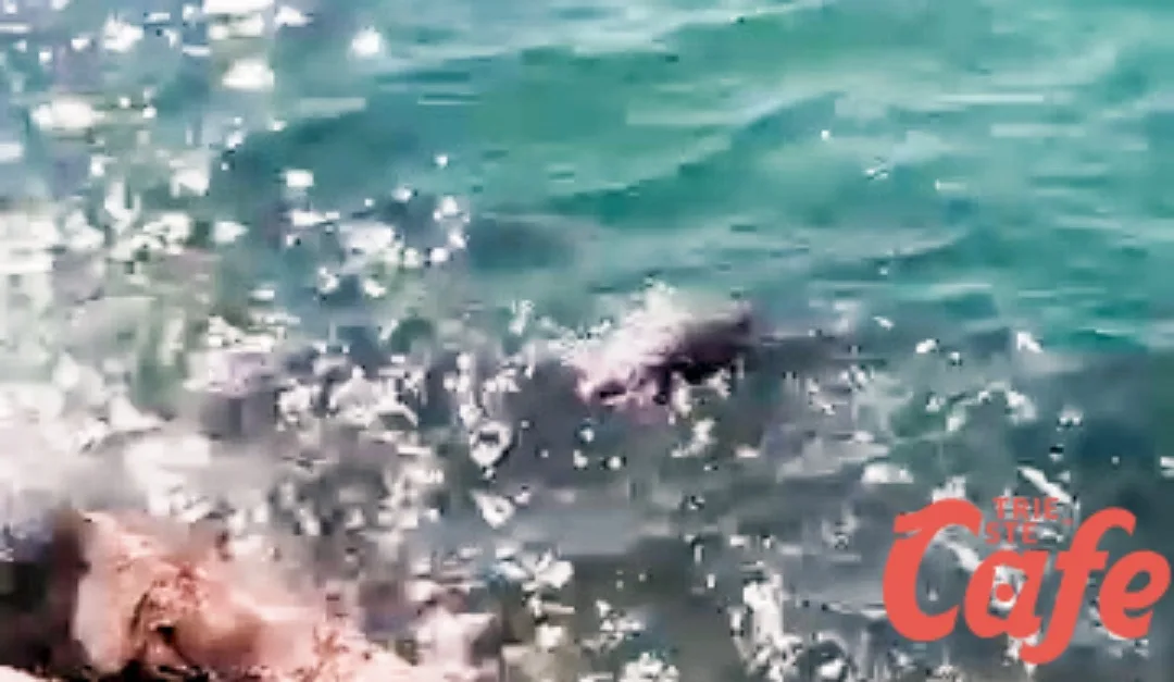 Muggia, segnalata una tartaruga marina morta nelle acque della Boa Beach