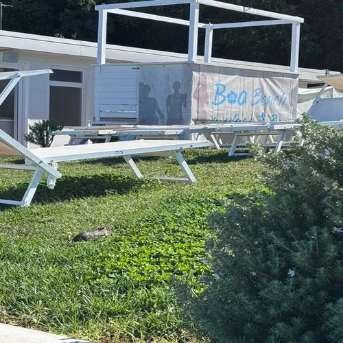 Allarme roditori al BoaBeach di Muggia: la protesta dei bagnanti per le condizioni igienico-sanitarie
