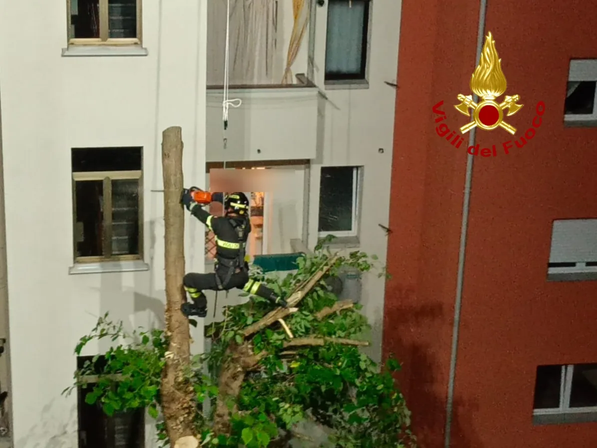 Trieste, albero di 20 metri crolla tra i condomini: intervento dei Vigili del Fuoco fino a notte