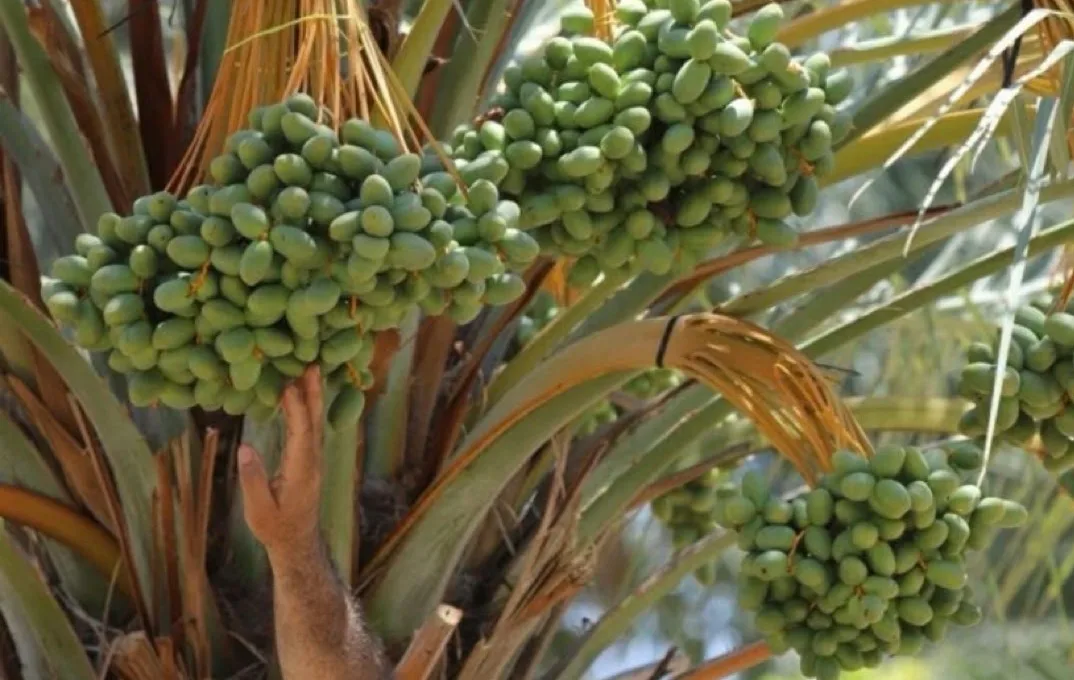 "Datteri dalla Palestina": anche a Trieste le botteghe e Senza Confini sostengono la campagna di Altromercato