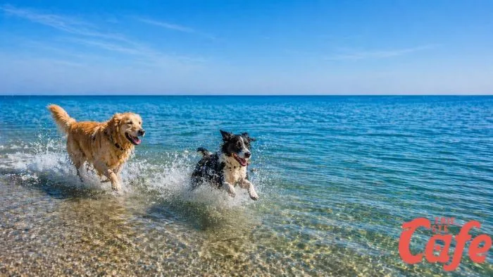 Polemica alla Bau Beach di Barcola: “Bambini che bagnano i cani e persone che danno cibo senza chiedere”