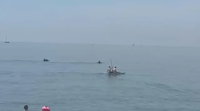 Trieste, spettacolo a Barcola: delfini nuotano a pochi metri dalla costa tra lo stupore dei bagnanti