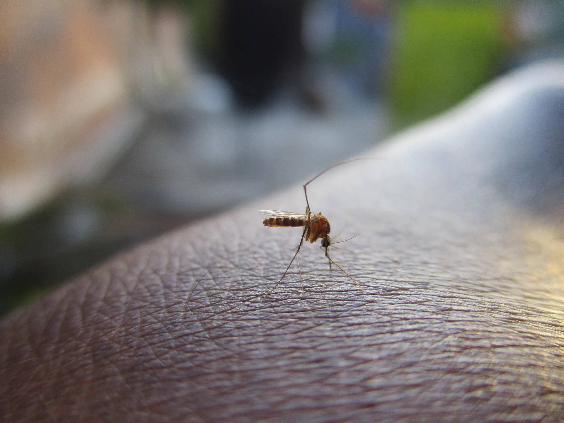 Caso Dengue. Disinfestazione dalle 4 alle 5.30 di domenica 30, lunedì 31 e martedì 1 settembre in Viale XX Settembre