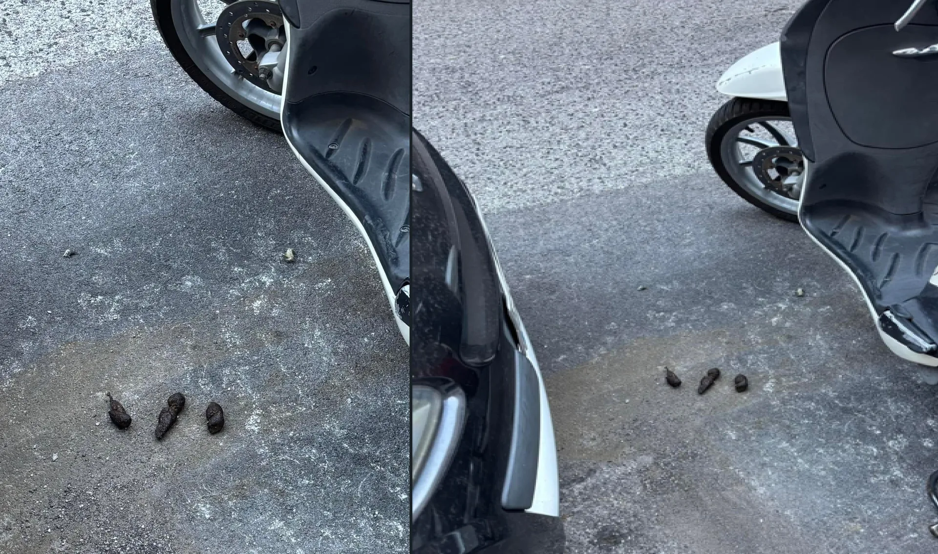 Trieste, va al lavoro e trova “sorpresa” vicino a scooter: «Raccogliere costa davvero così tanta fatica?»