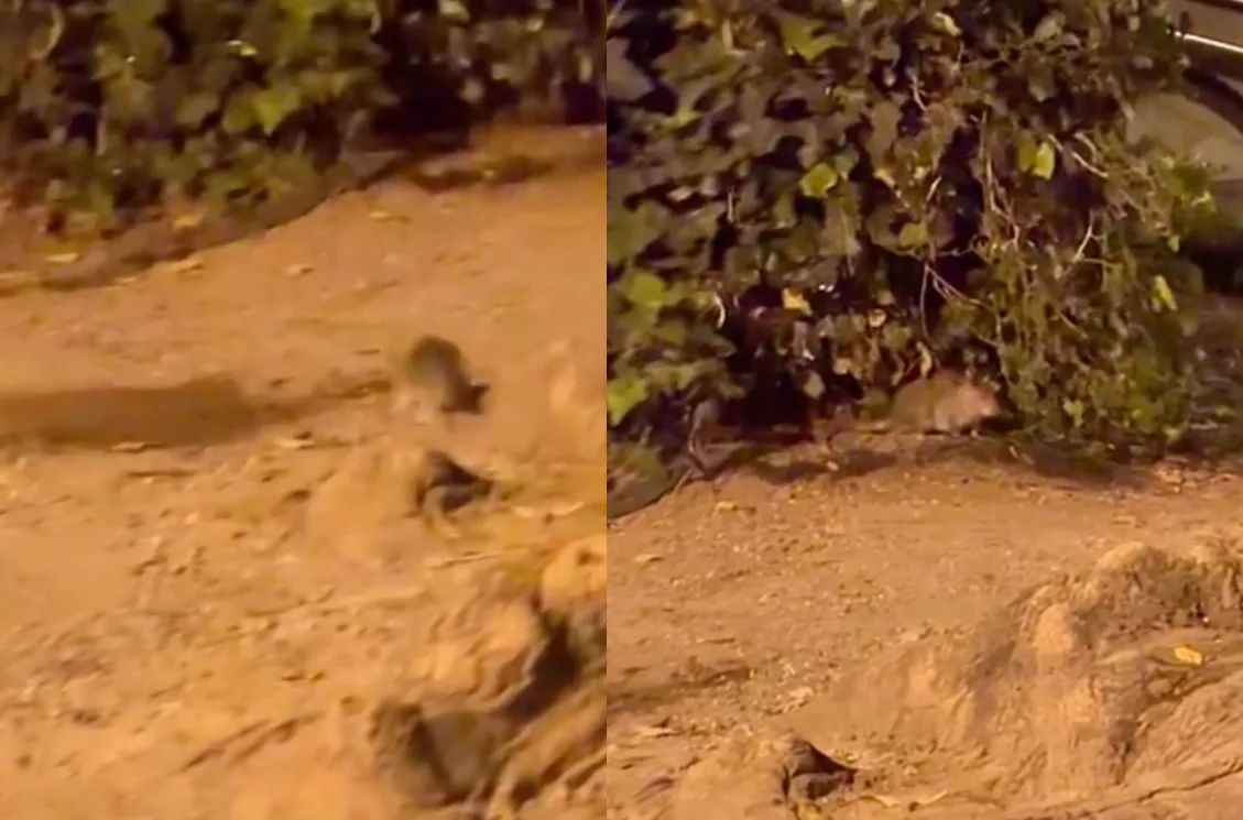 Caos topi in Campo San Giacomo, residente furibondi: «Anche dove giocano i bambini» (VIDEO)