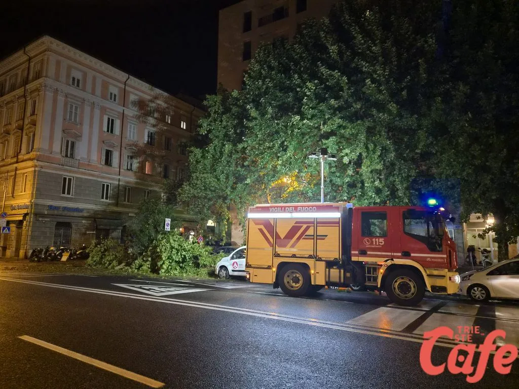Trieste, il maltempo abbatte un albero in viale Miramare: strada invasa dai rami