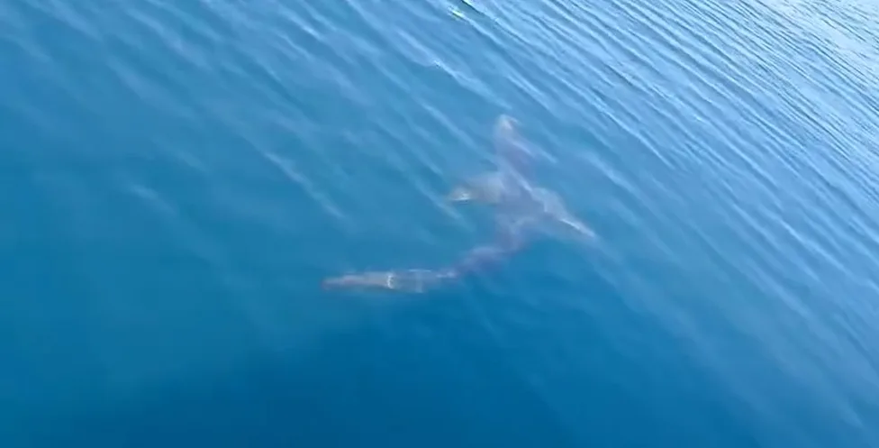 Spettacolo nel Golfo di Trieste: avvistata una verdesca di oltre due metri. È il tempo degli "amori"