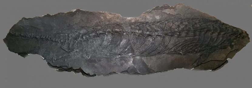 Tre giornate per "Conoscere i dinosauri del Carso", iniziativa per famiglie