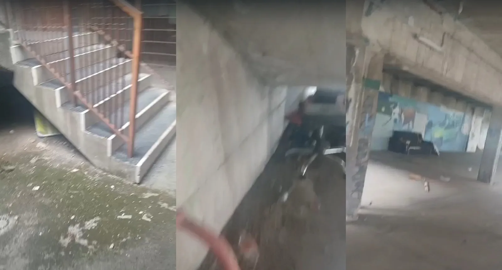 Tragedia a Valmaura: Chihuahua muore avvelenata. La protesta di Pamela: "Viviamo nel degrado e nella paura"