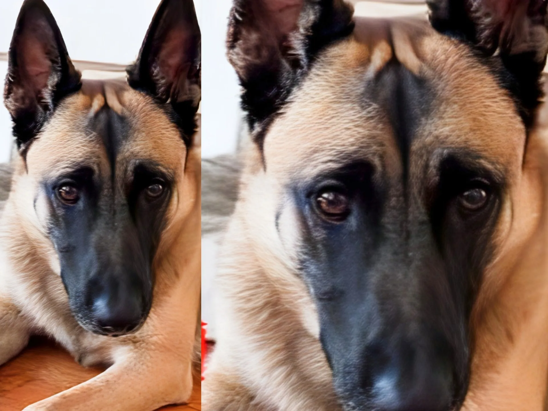 Trieste, si cerca Scooby: il Pastore Belga Malinois è molto impaurito, «Non avvicinatelo»