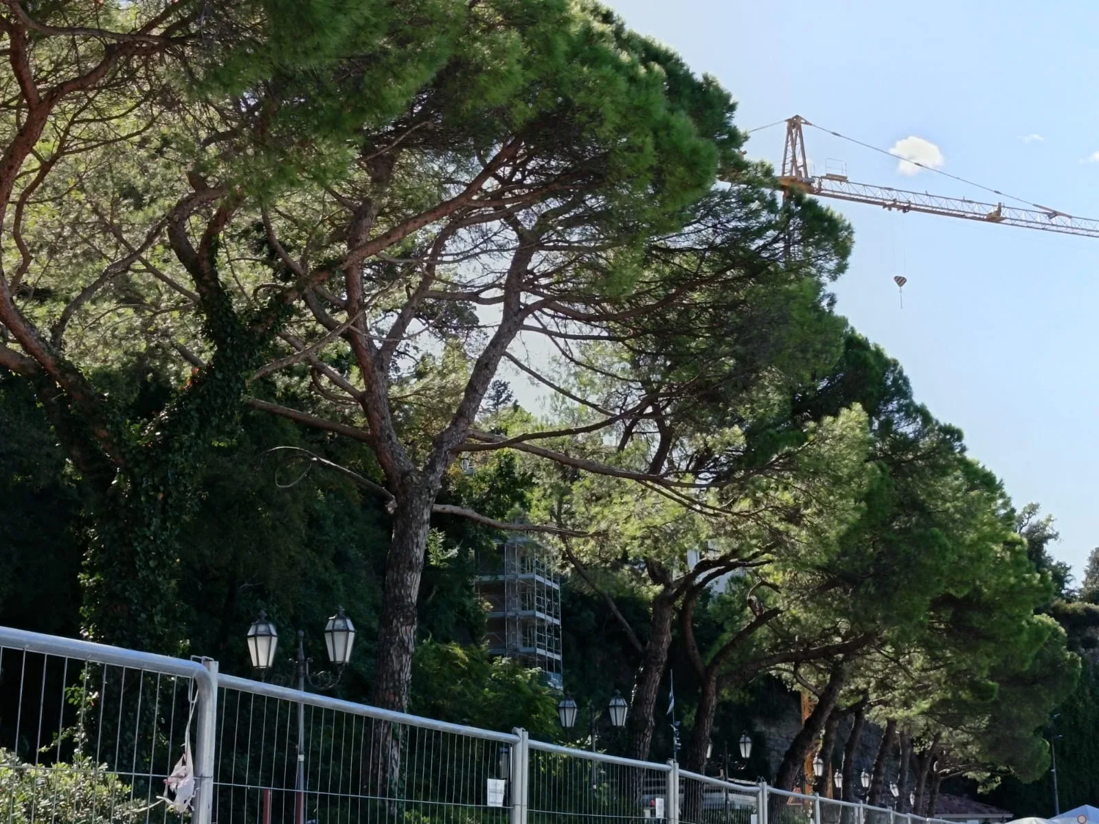 Grignano, nuova mobilitazione per salvare i pini: sabato il presidio con Danze Resistenti