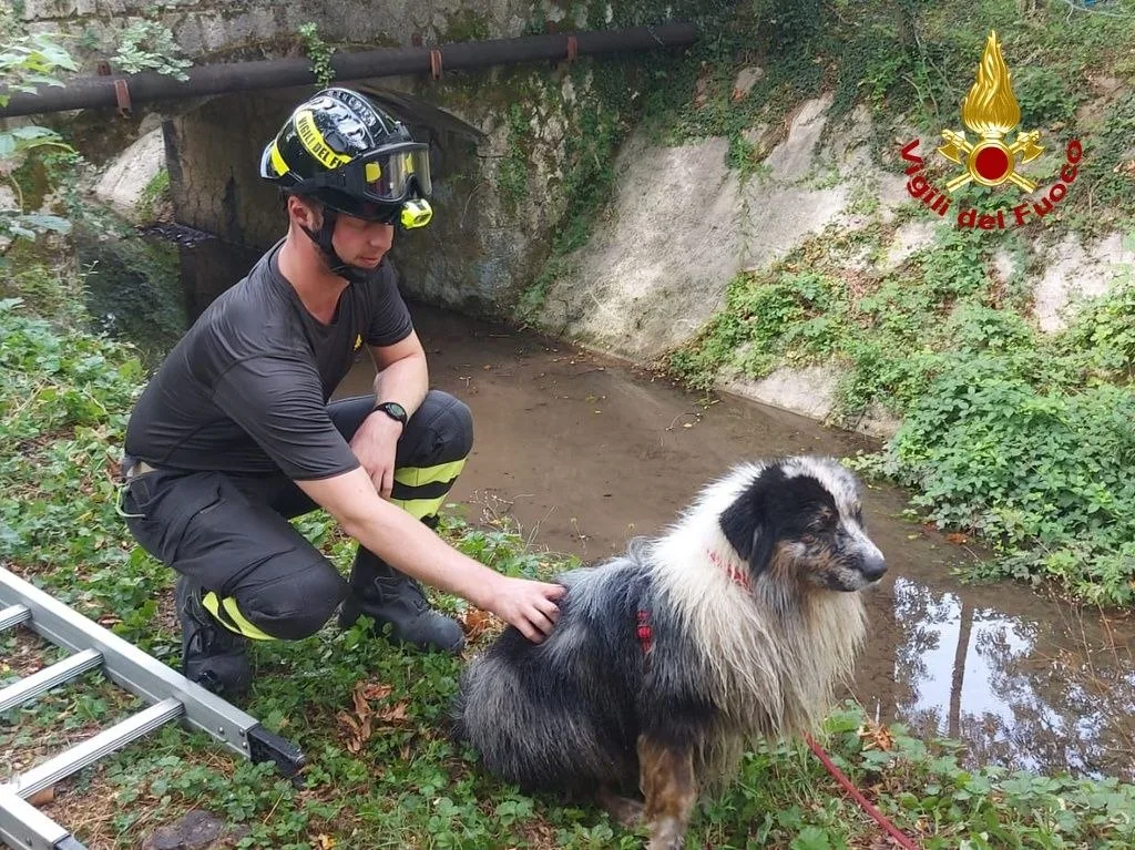 Montereale, cade nel canale di scolo: i Vigili del Fuoco salvano la cagnolina Yuma