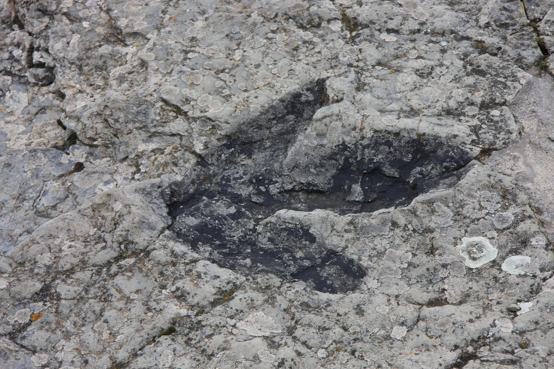 Giacimenti fossiliferi ben conservati, uno studio fa luce sulle cause