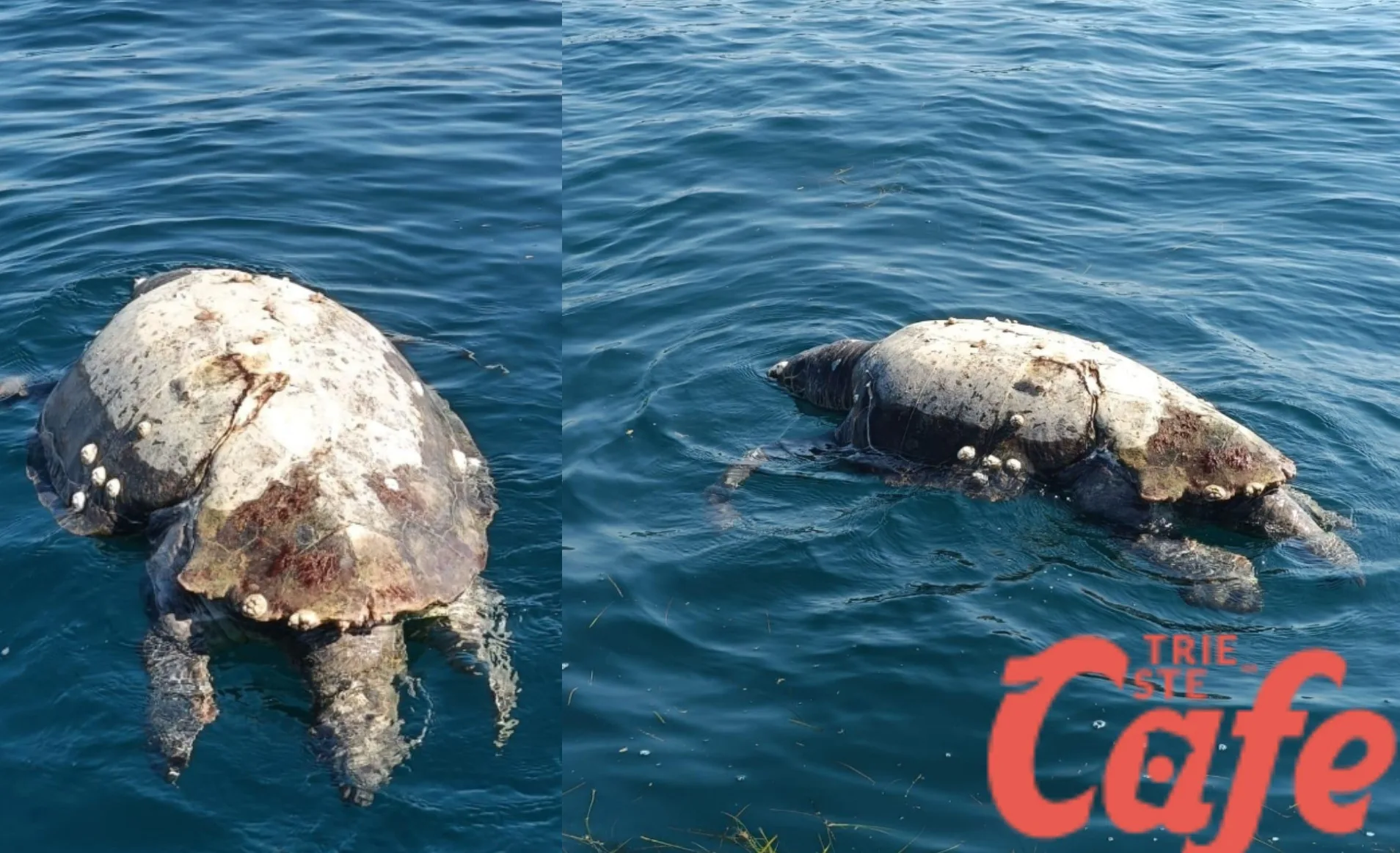 Trieste, trovata una tartaruga Caretta caretta morta al largo del Molo VII
