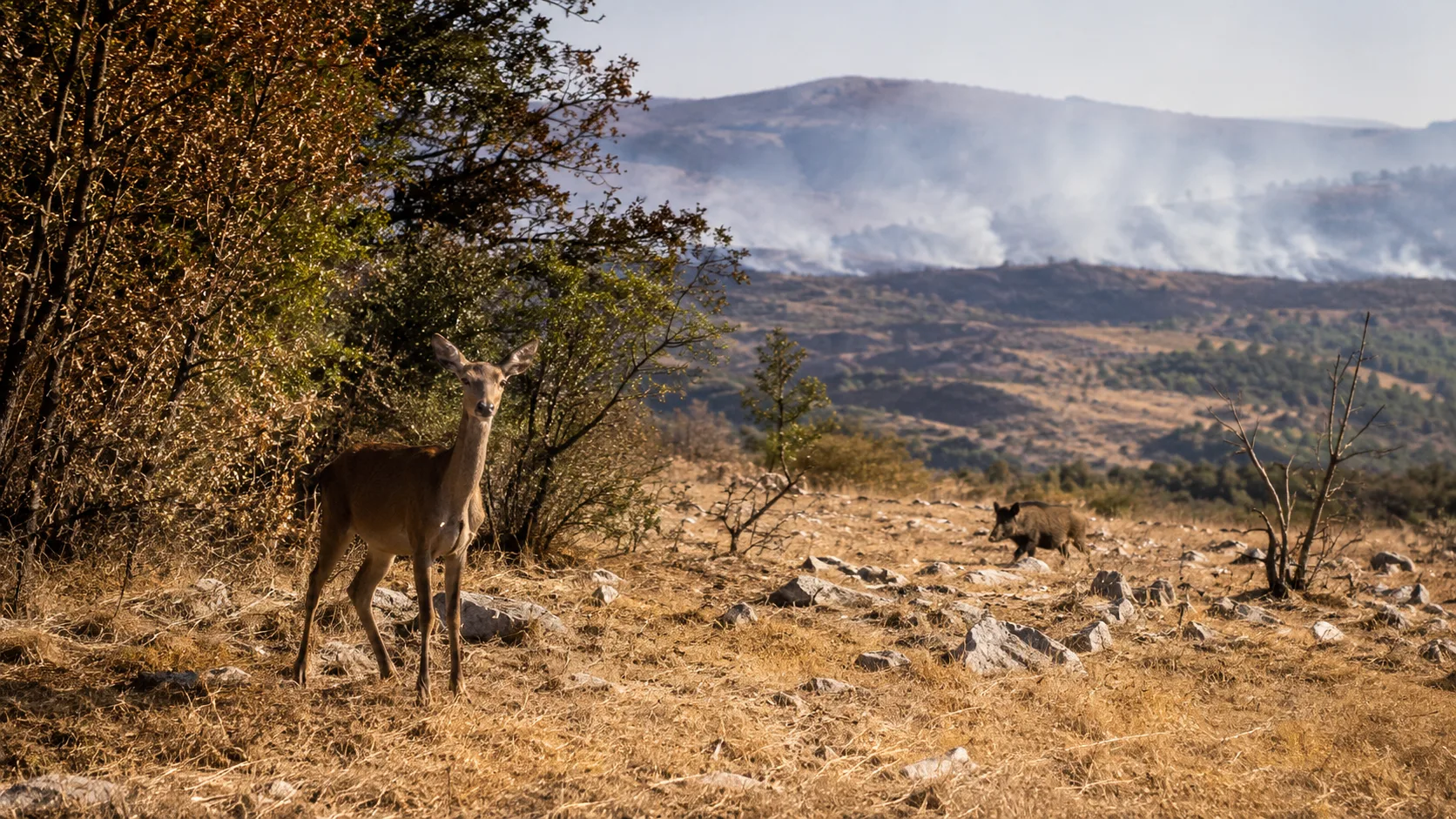 Fvg, Animalisti chiedono di rinviare caccia a ottobre: «Fauna già provata da caldo, siccità e incendi»