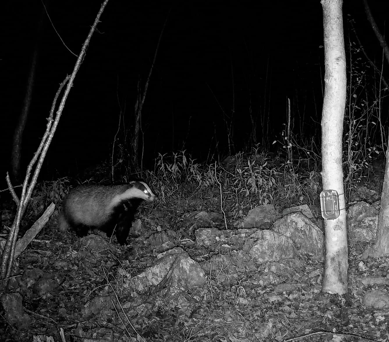 Trieste sorprende: uno studio dell'Università rileva 18 specie di mammiferi, anche gatto selvatico e puzzola
