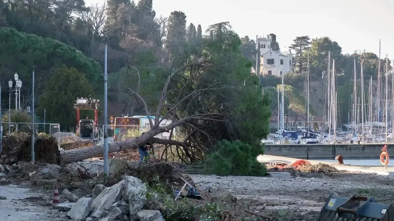 Pini di Grignano, Azione Trieste presenta la proposta tecnica: «Salvare gli alberi è possibile con una trincea drenante»