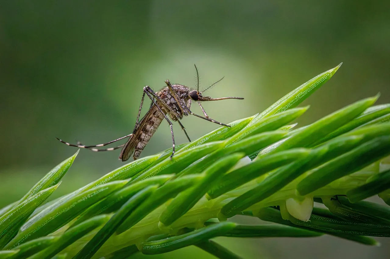 Nuovo caso di Dengue a Udine, al via la disinfestazione straordinaria