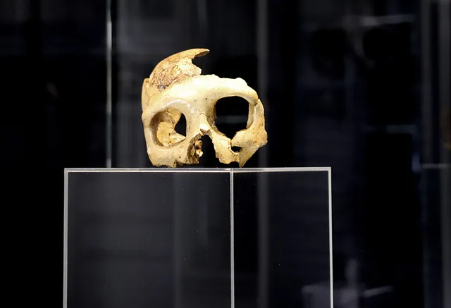 Al Museo Winckelman al via la rassegna "Archeologia di sera"